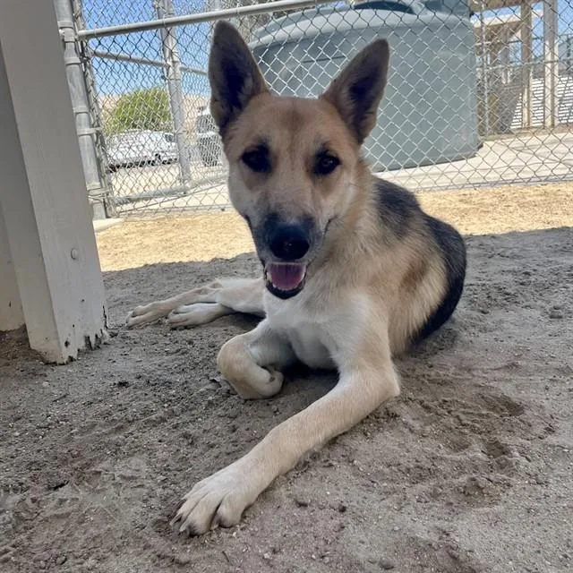 A young medium-sized female Shepherd dog named Dixie for adoption in Thousand Palms, CA