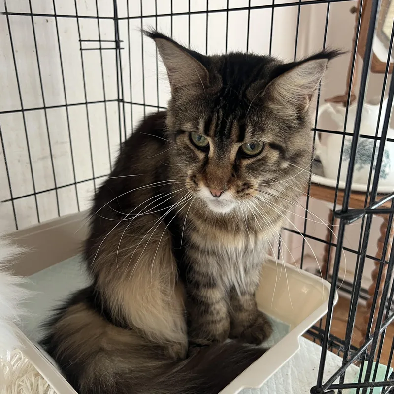 An adult large-sized female Tabby (Brown / Chocolate) Maine Coon cat named Avalon for adoption in Federalsburg, MD