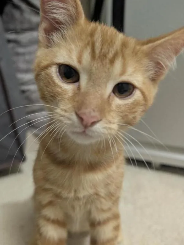 A baby medium-sized male Tabby cat named Buzz for adoption in Richardson, TX