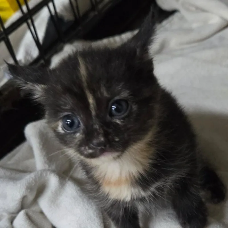 Cinnamon thumbnail 2