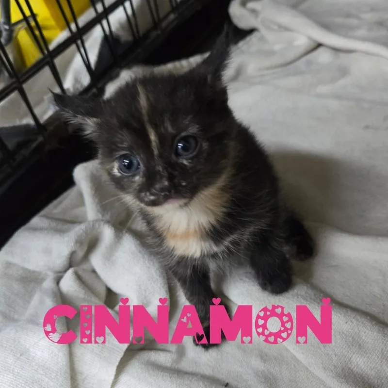 Cinnamon thumbnail 3