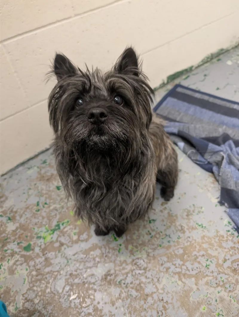 A young small-sized male Black Cairn Terrier dog named Prince Jasper for adoption in Spokane, WA