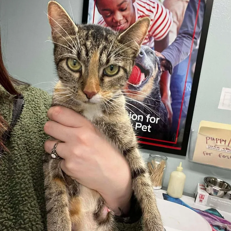 Billie Joel thumbnail 2