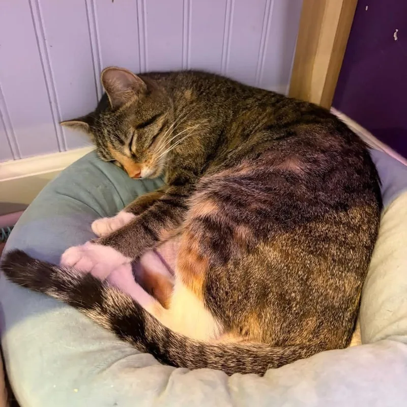 Billie Joel thumbnail 4