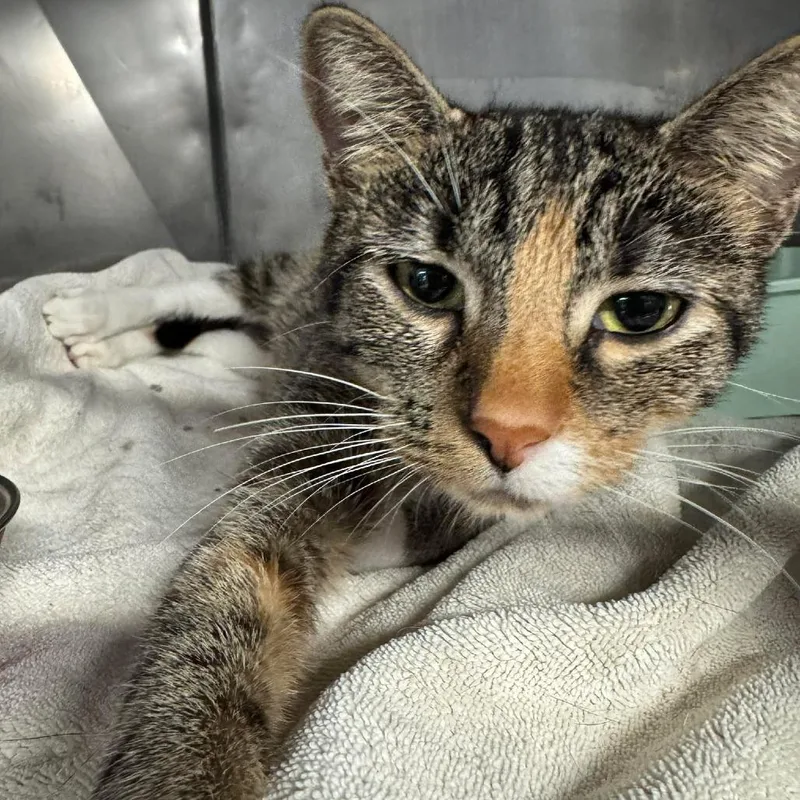 Billie Joel thumbnail 5