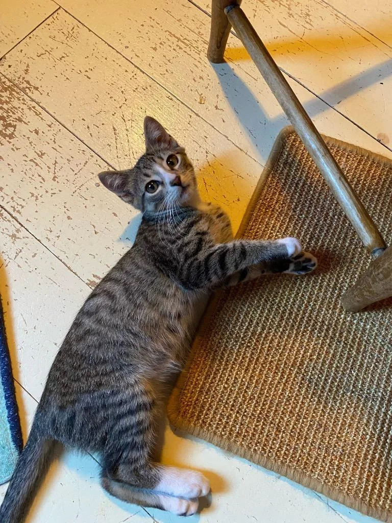 A baby small-sized male Domestic Short Hair cat named Azure aka Fennel for adoption in Gorham, ME