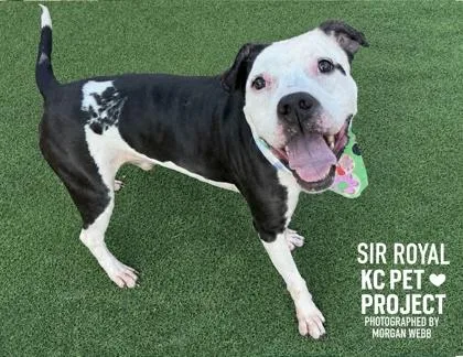 An adult large-sized male Black Pit Bull Terrier dog named Sir Royal for adoption in Kansas City, MO