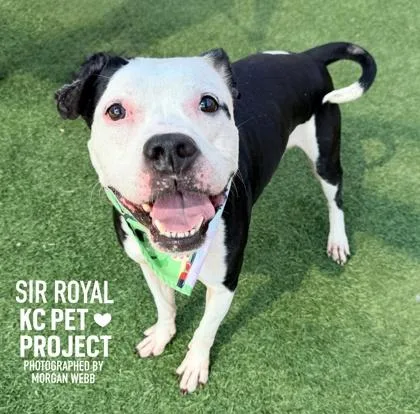 Sir Royal thumbnail 2