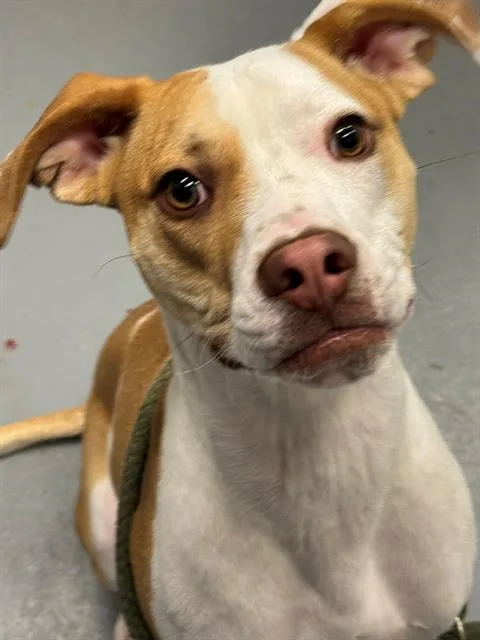 A young medium-sized male Hound dog named Ninja for adoption in Peoria, IL