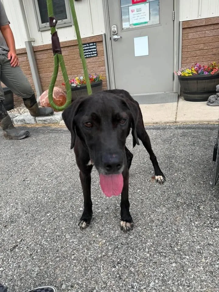 A young large-sized male Mixed Breed dog named Gobstopper for adoption in Greensburg, IN