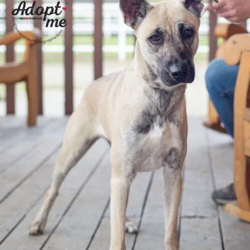A young medium-sized female Tricolor (Brown, Black, & White) German Shepherd Dog dog named Miracle for adoption in Bakersfield, CA