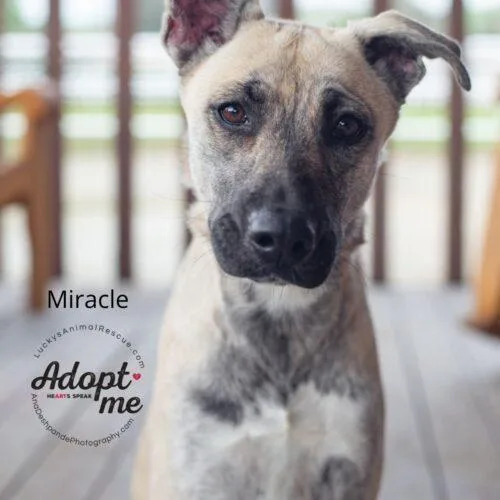 Miracle thumbnail 3