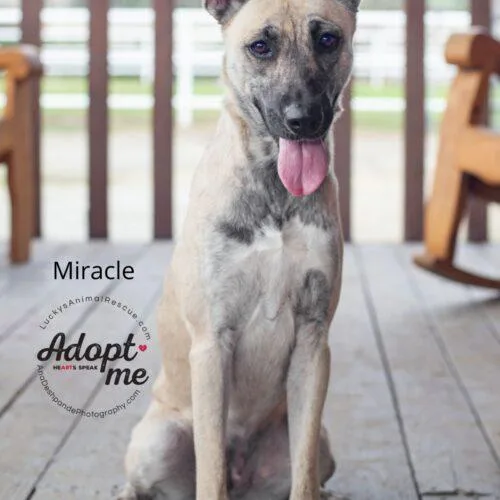 Miracle thumbnail 4