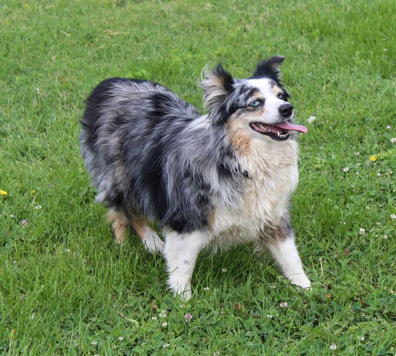Roxy