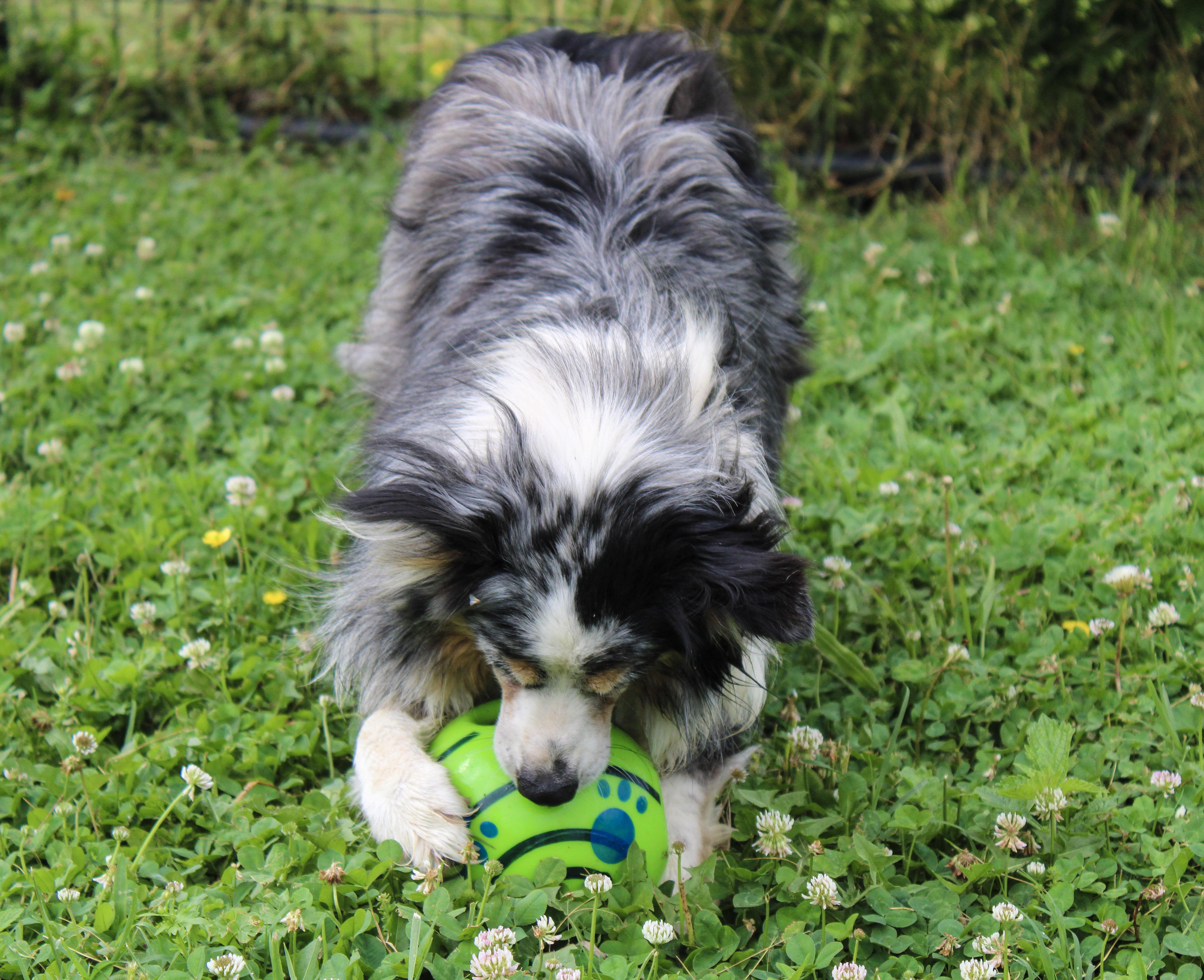 Roxy thumbnail 3
