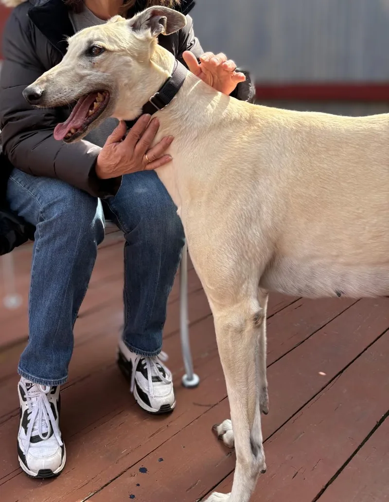 An adult large-sized female Greyhound dog named Fame for adoption in Bondurant, IA