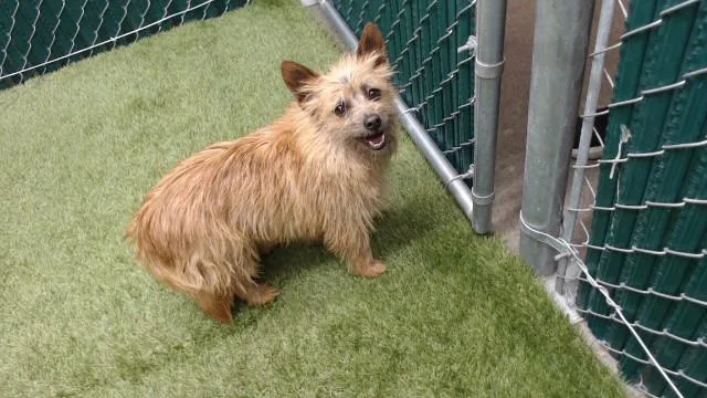 An adult medium-sized male Terrier dog named Ben for adoption in Downey, CA