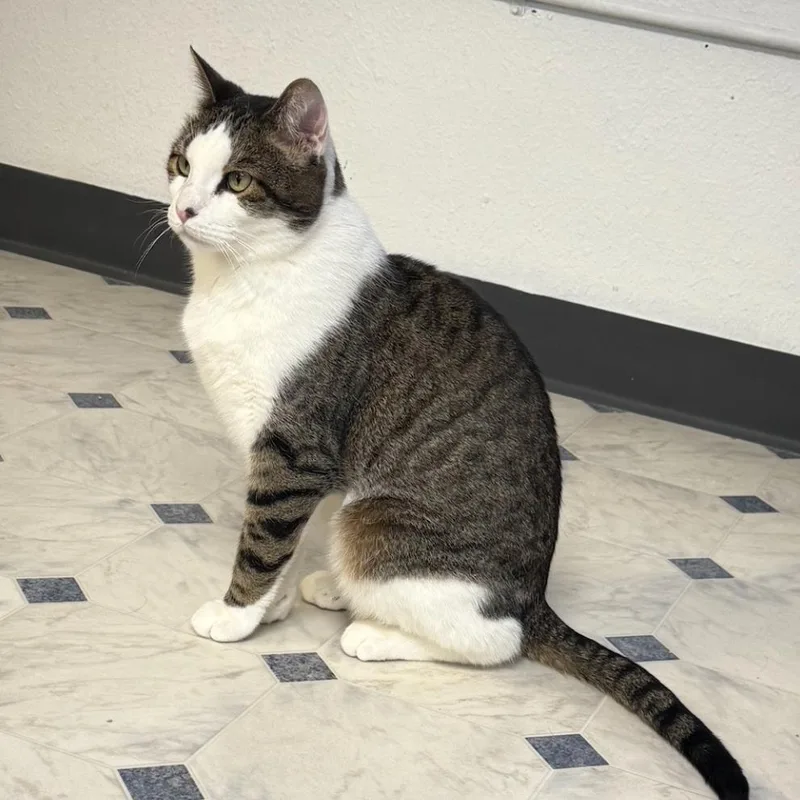 An adult small-sized male White Domestic Short Hair cat named MaryJane for adoption in Coralville, IA