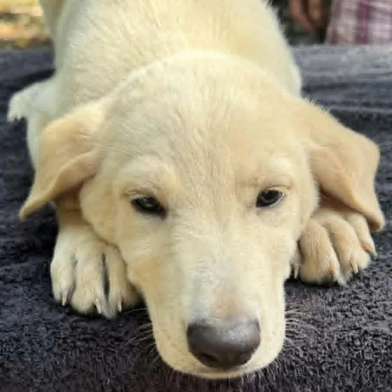 A baby medium-sized male Yellow / Tan / Blond / Fawn Mixed Breed dog named Ashton for adoption in Alexandria, VA