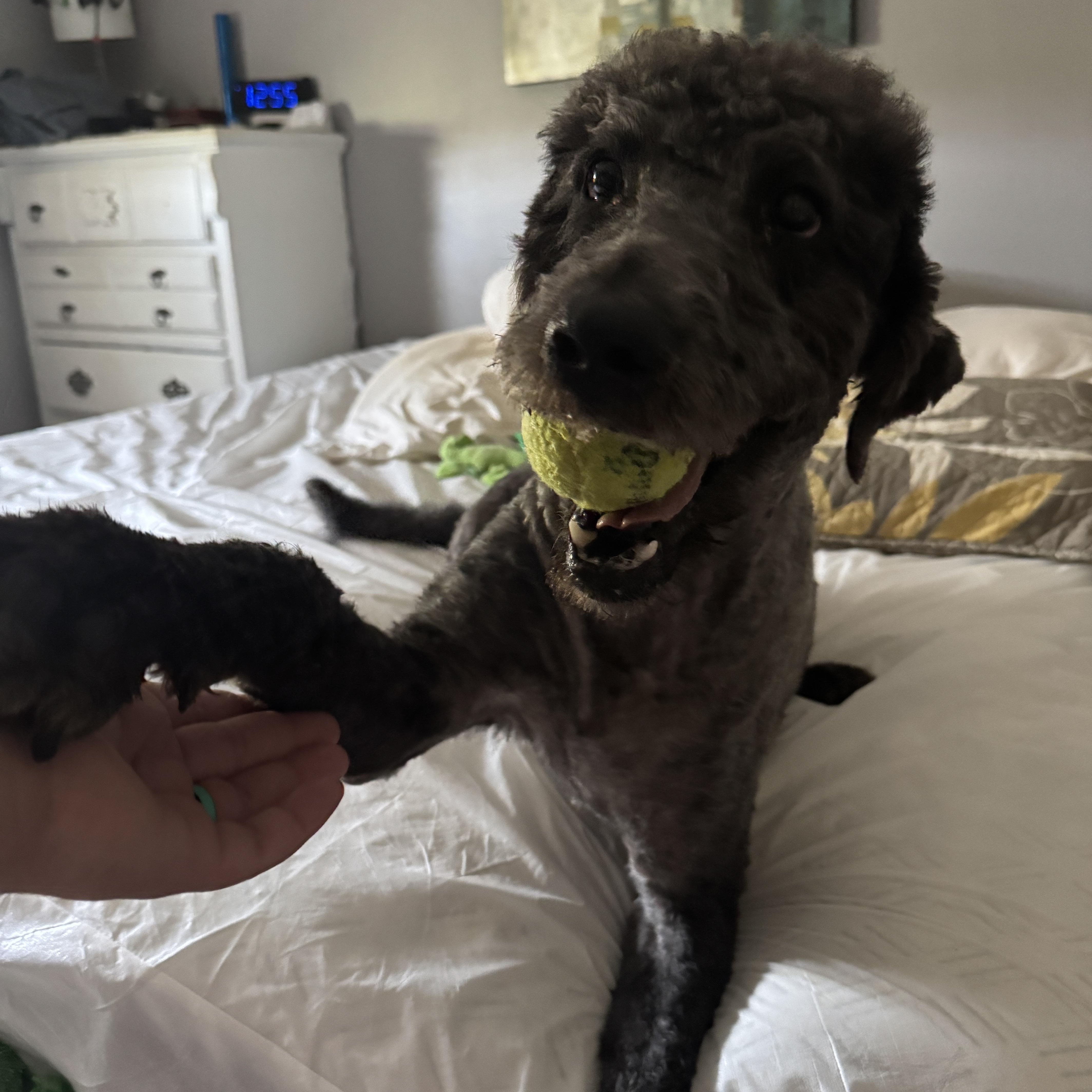 Lucy Goosey thumbnail 3