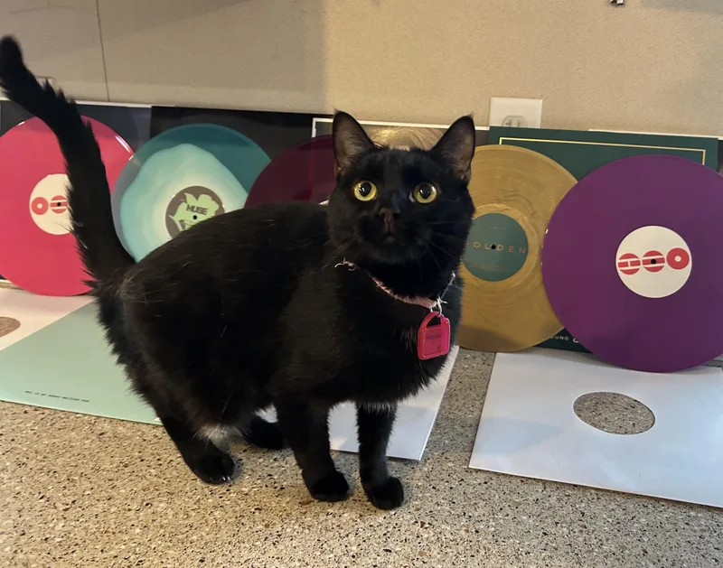 A young small-sized female Black Domestic Short Hair cat named Instant Karma for adoption in La Salle, IL