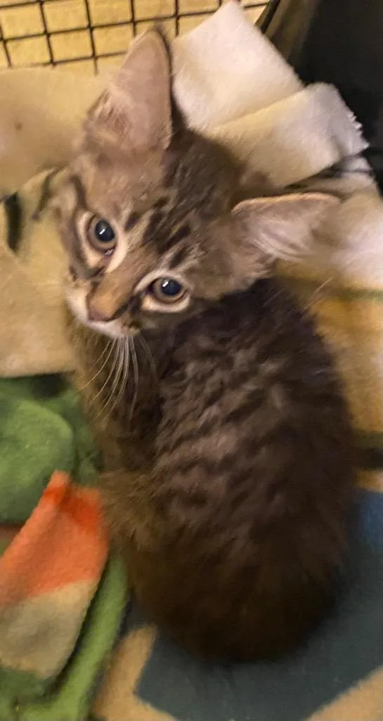 A baby medium-sized male Domestic Long Hair cat named Bass for adoption in Cumming, GA