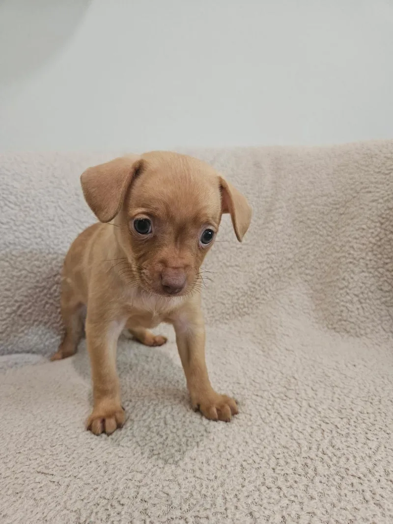 A baby small-sized male Chihuahua dog named Fettuccini  Rosie Pup for adoption in Los Angeles, CA