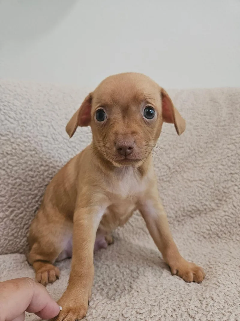 Fettuccini  Rosie Pup thumbnail 2