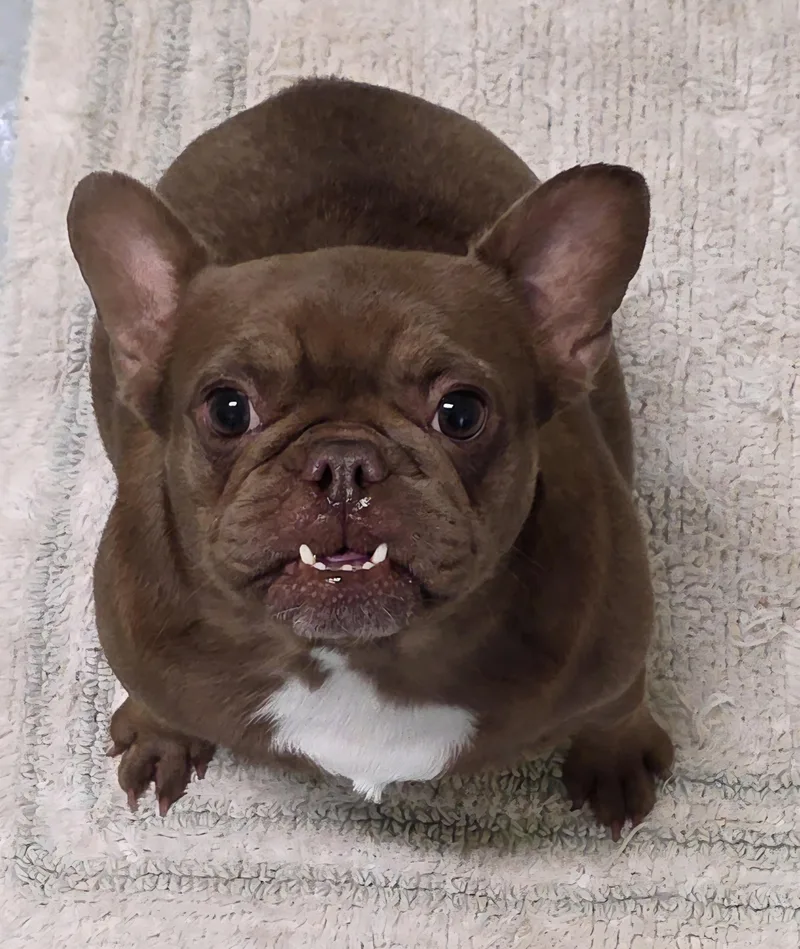 A young small-sized female Brown / Chocolate French Bulldog dog named Titi for adoption in Momence, IL