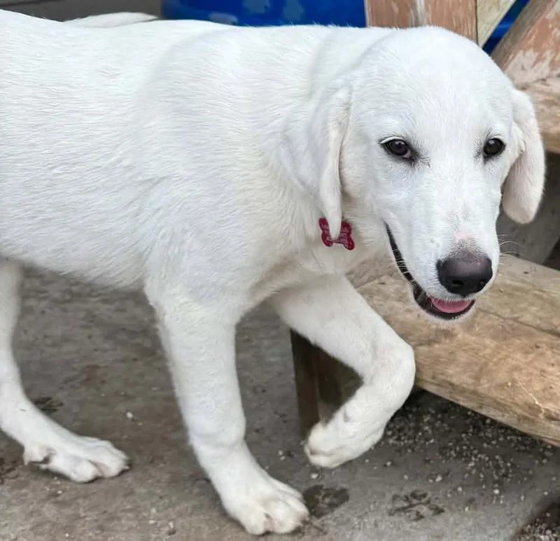 A young large-sized male White / Cream Labrador Retriever dog named Kodiak for adoption in Lincoln, NE