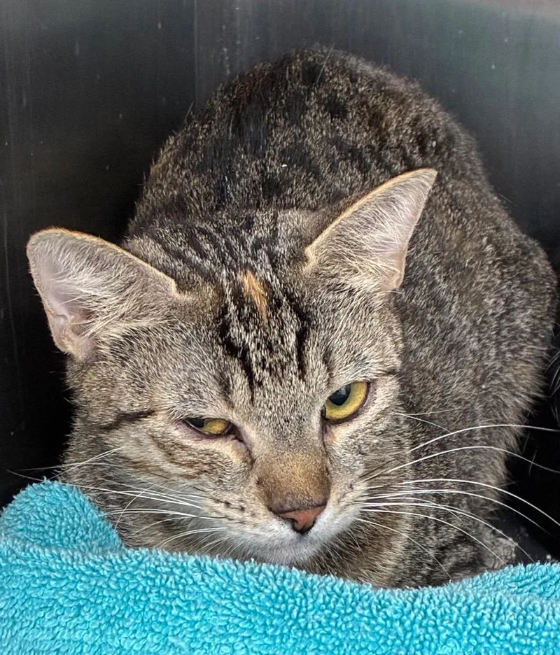 A baby medium-sized female Domestic Short Hair cat named Marbles for adoption in Hartsville, SC