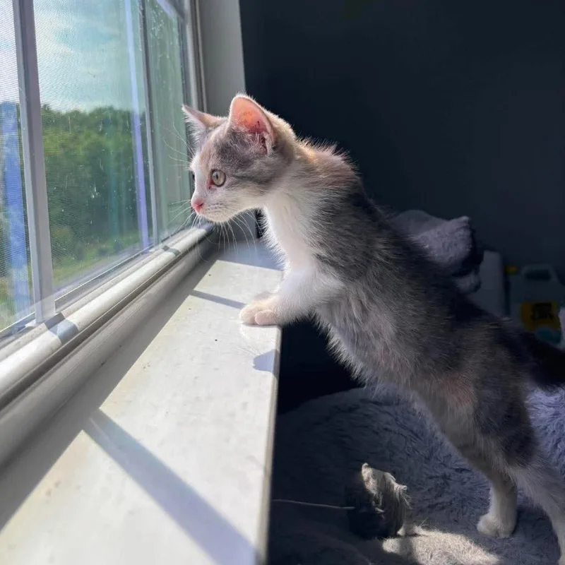 A baby small-sized female Calico Domestic Short Hair cat named Doodle for adoption in Jarrettsville, MD