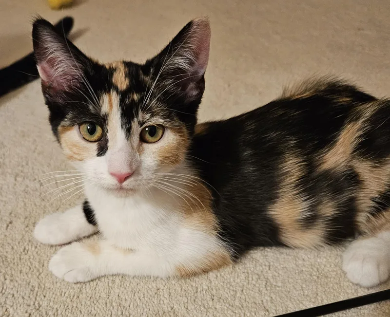 Shelby thumbnail 3