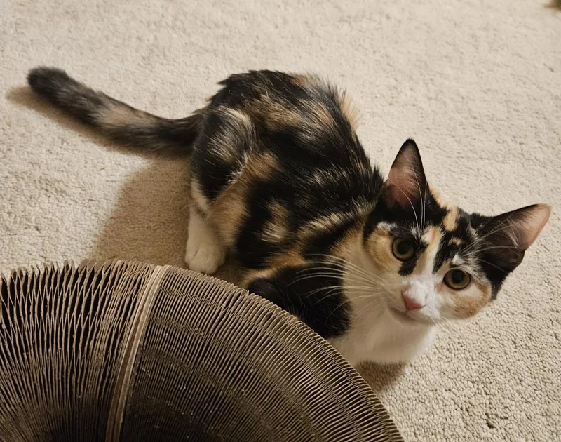 Shelby thumbnail 5