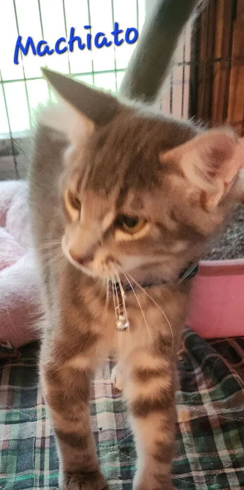 Machiato