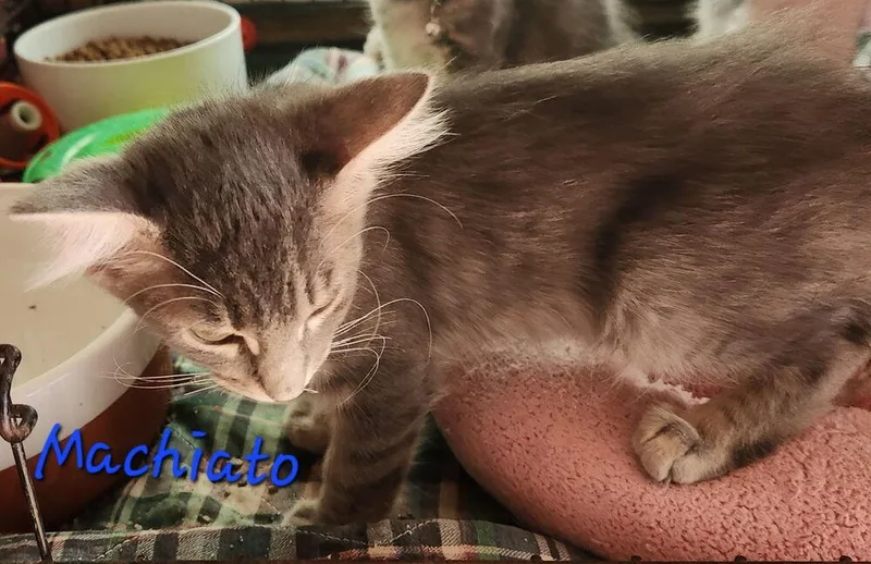 Machiato thumbnail 2