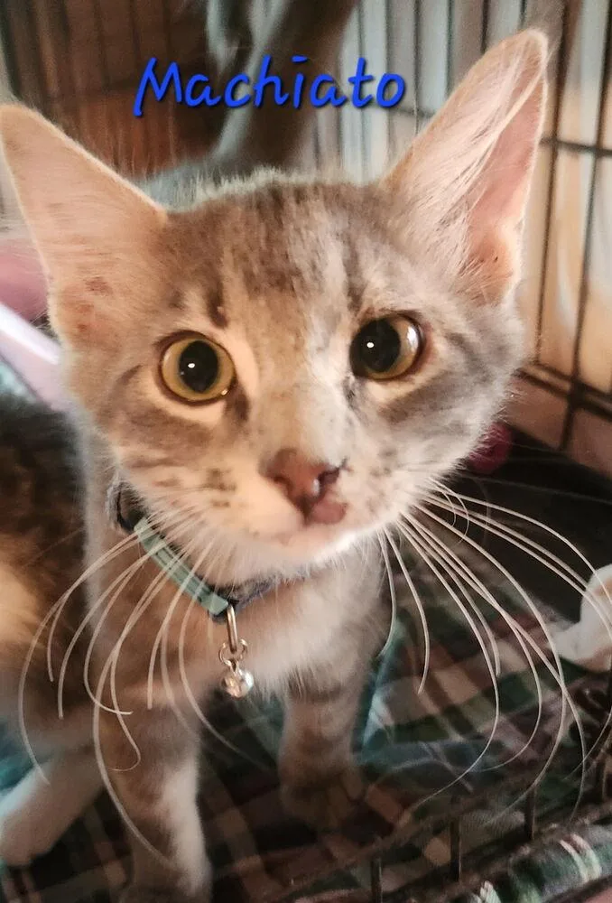 Machiato thumbnail 3