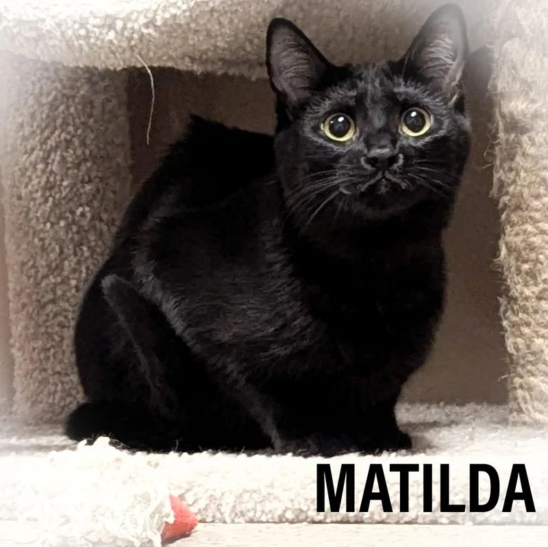 Matilda thumbnail 3