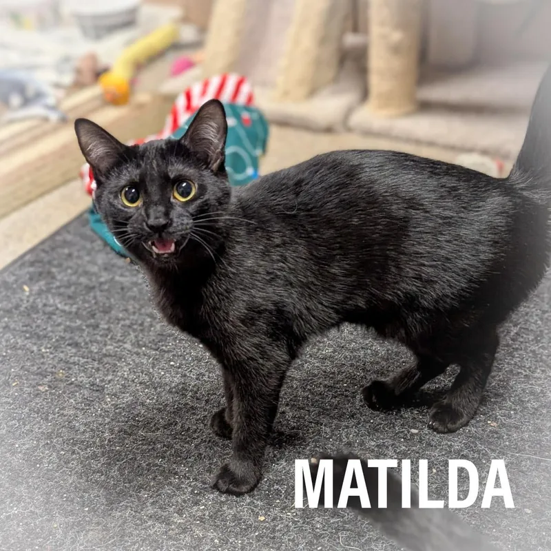 Matilda thumbnail 5