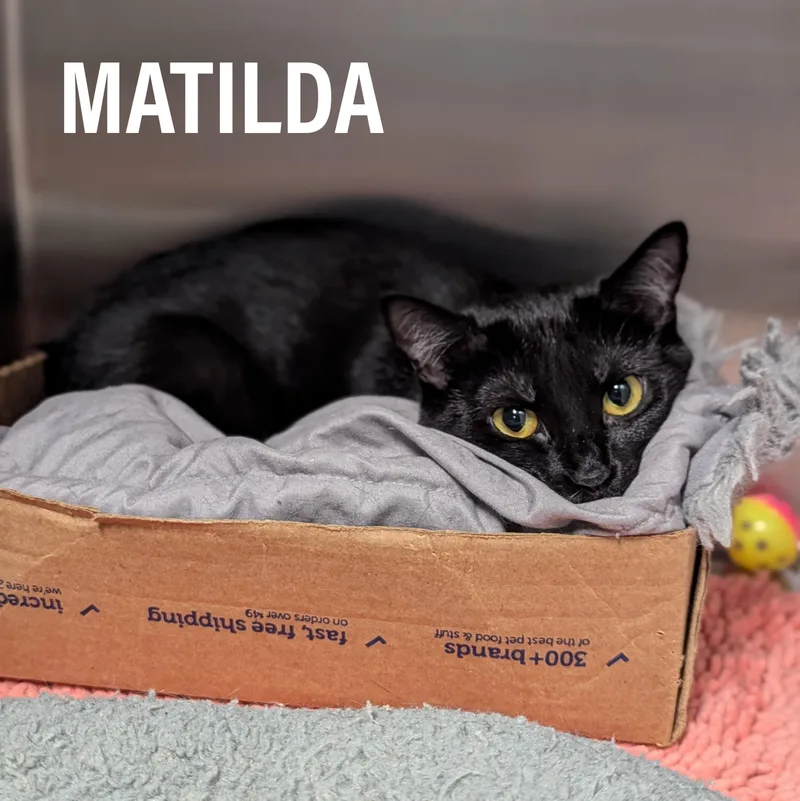 Matilda thumbnail 6