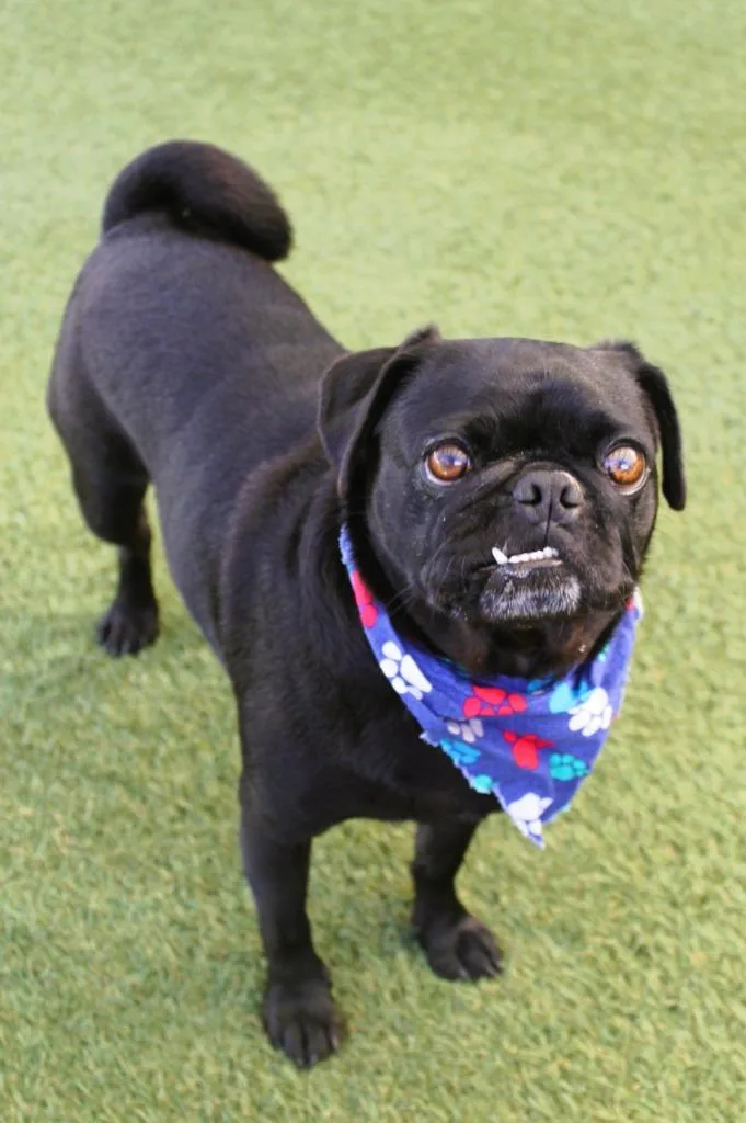 An adult small-sized male Pug dog named Chibby for adoption in Gardena, CA