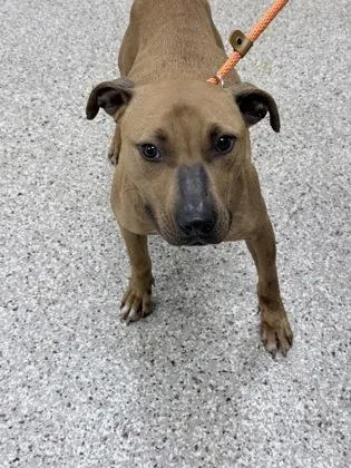 An adult medium-sized female Terrier dog named Cheezit for adoption in Gastonia, NC