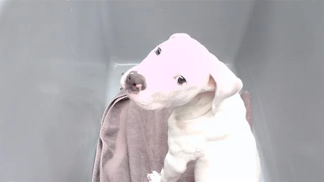 Wishbone