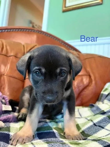Little Bear thumbnail 2