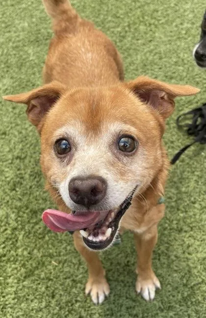 An adult small-sized male Chihuahua dog named Ned Leeds for adoption in Eugene, OR