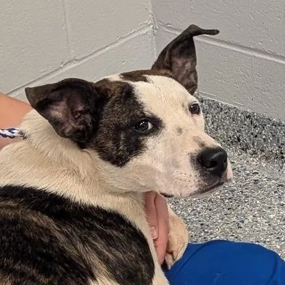 A young medium-sized male White / Cream Jack Russell Terrier dog named Cayos for adoption in Greenville, SC