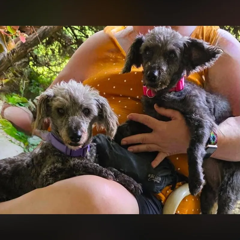 A senior small-sized female Gray / Blue / Silver Poodle dog named Trixie and Heidi for adoption in Springfield, MO