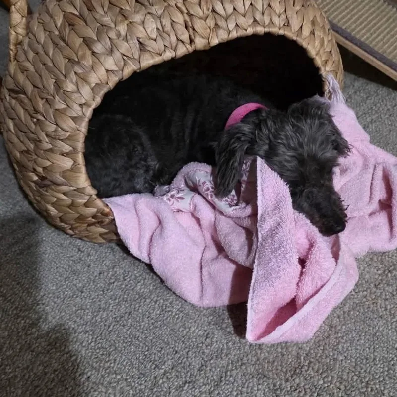 Trixie and Heidi thumbnail 3