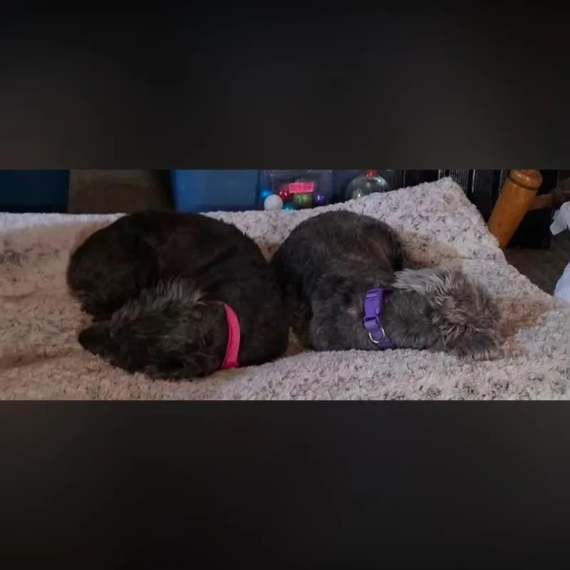 Trixie and Heidi thumbnail 4