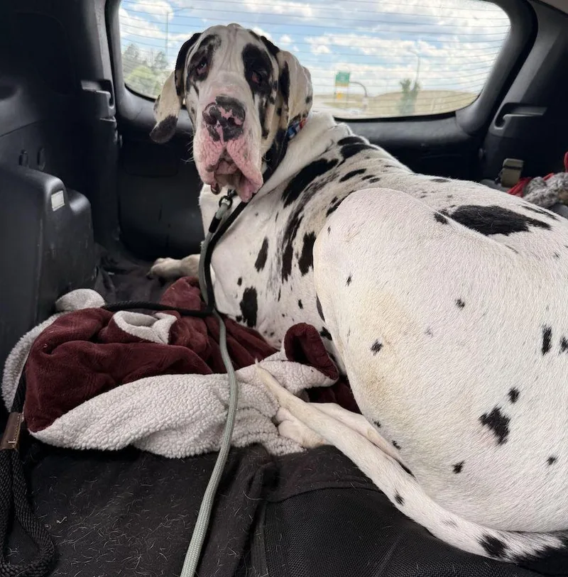An adult extra large-sized male Harlequin Great Dane dog named Bobby for adoption in Larkspur, CO